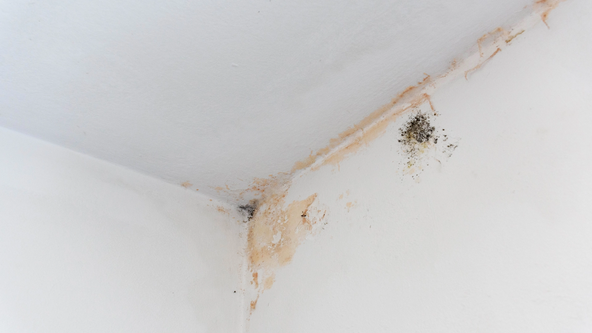 causes and how to Prevent Mold and Mildew in basement