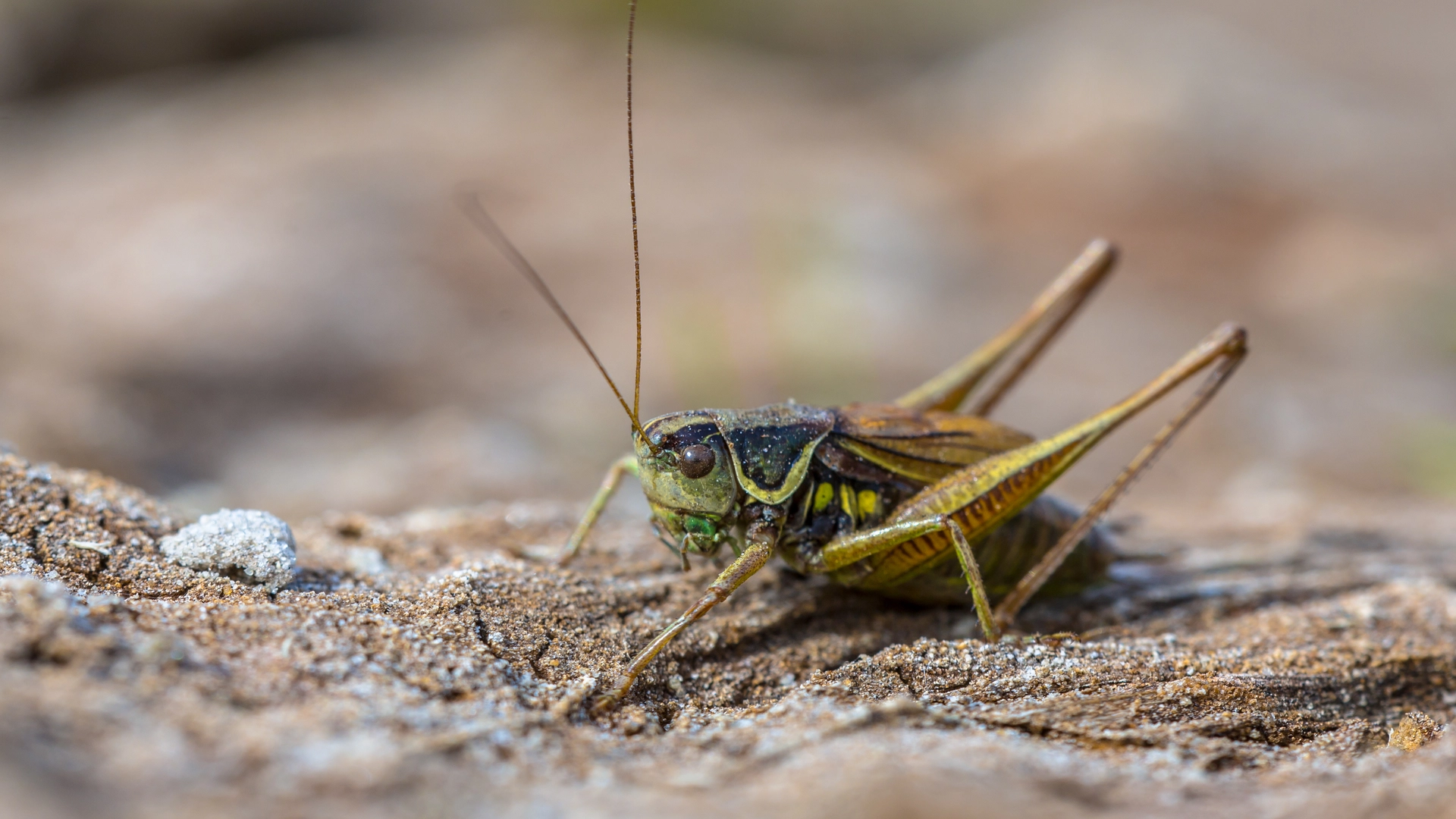 crickets in basement: A cricket on a rough ground