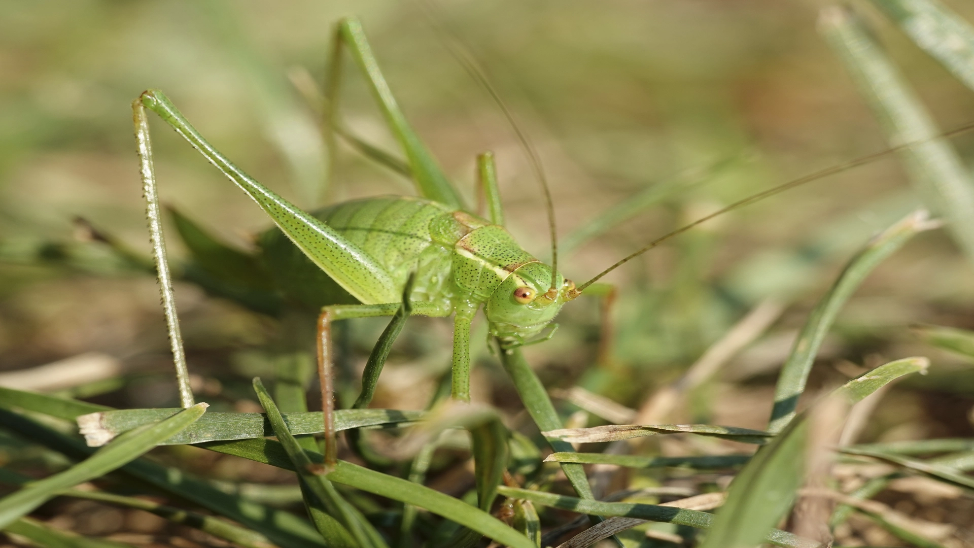 crickets in basement: green cricket on grass